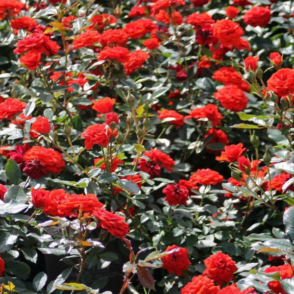 ORANGE BABYFLOR®